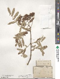 Sorbus aucuparia image