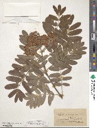 Sorbus aucuparia image