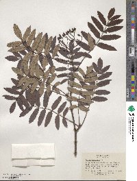 Sorbus aucuparia image