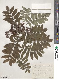 Sorbus aucuparia image