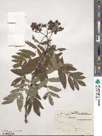 Sorbus aucuparia image