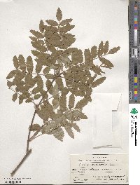 Sorbus aucuparia image