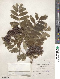 Sorbus aucuparia image