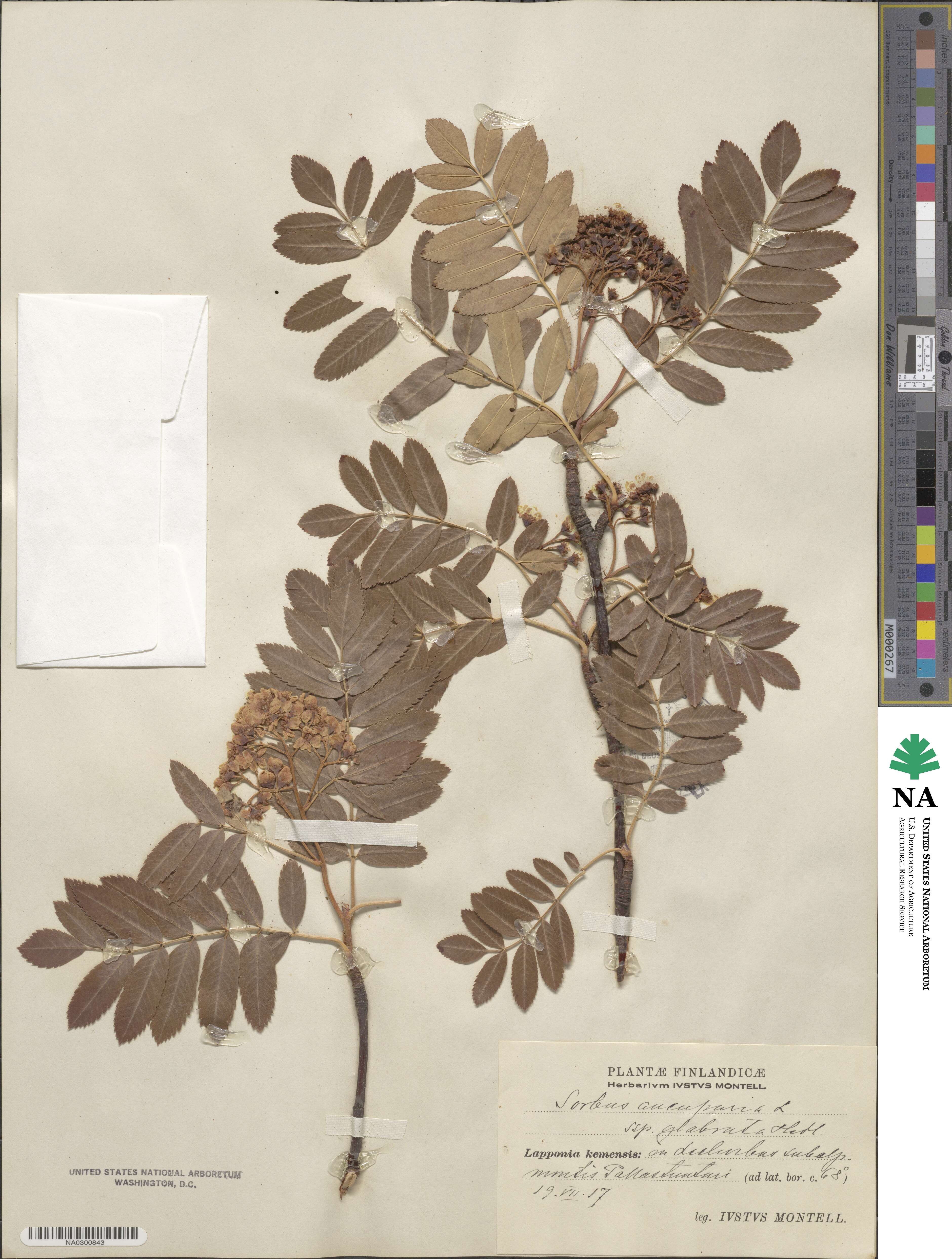 Sorbus aucuparia subsp. glabrata image