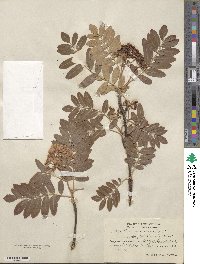 Sorbus aucuparia image