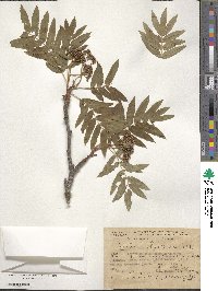 Sorbus aucuparia subsp. aucuparia image