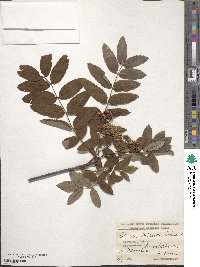 Sorbus aucuparia image