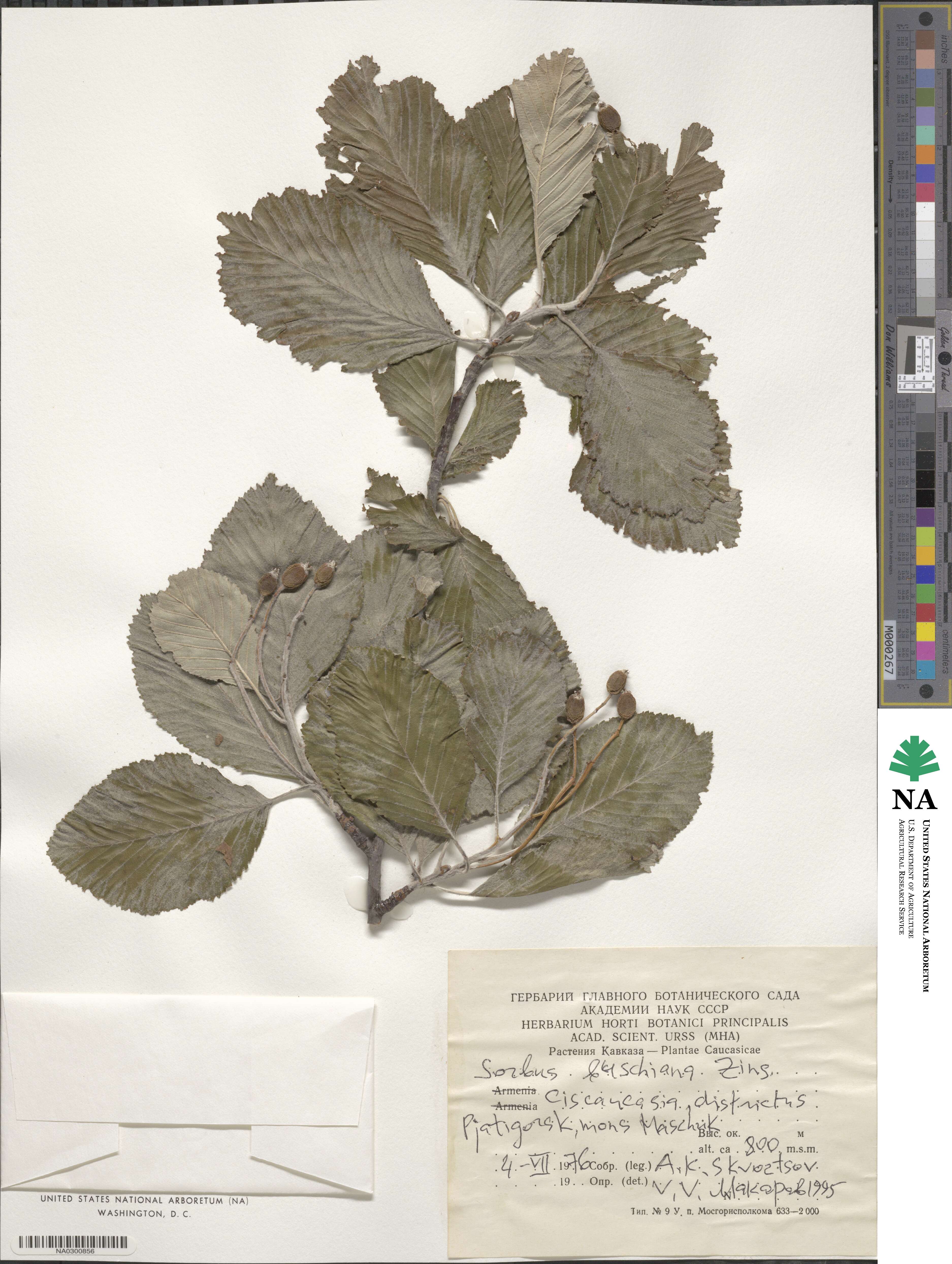 Sorbus subfusca image