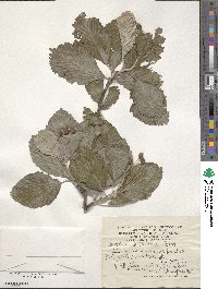 Sorbus subfusca image