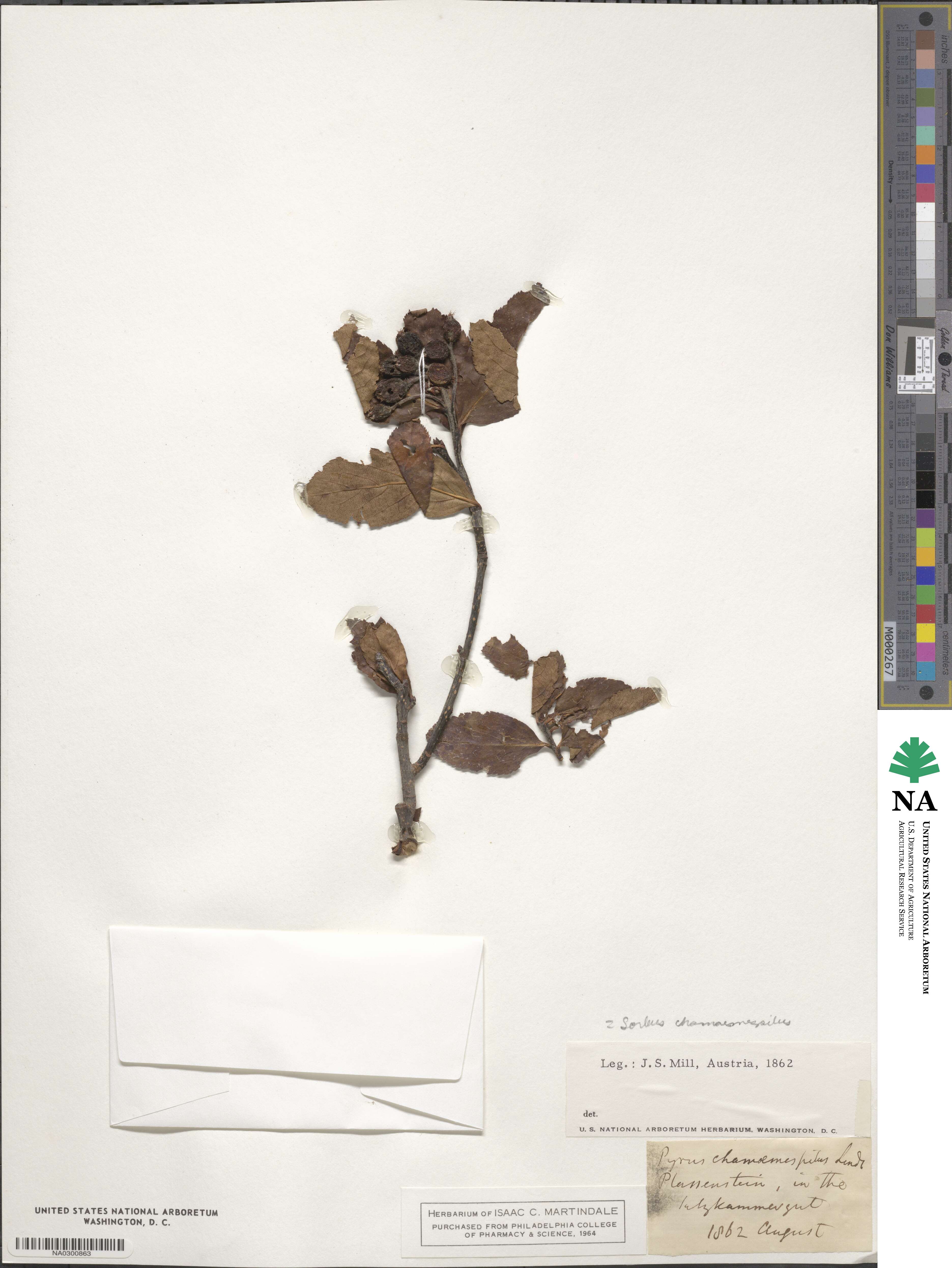 Chamaemespilus alpina image
