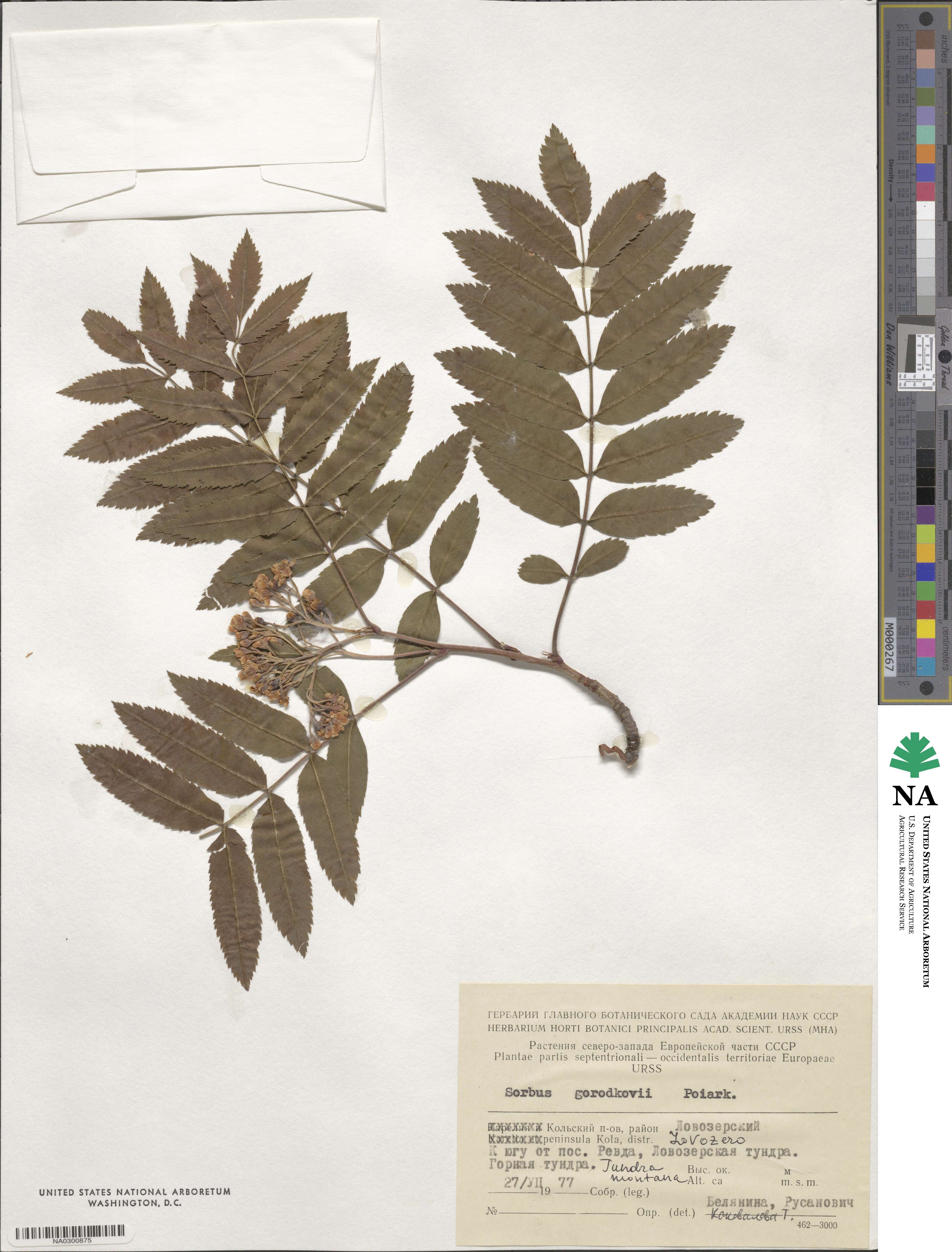 Sorbus aucuparia subsp. glabrata image