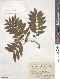 Sorbus aucuparia subsp. glabrata image