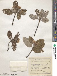 Scandosorbus intermedia image