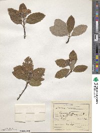 Scandosorbus intermedia image