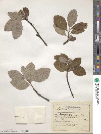 Scandosorbus intermedia image