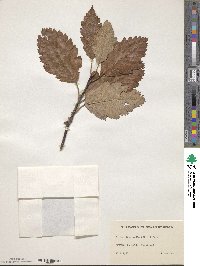 Scandosorbus intermedia image