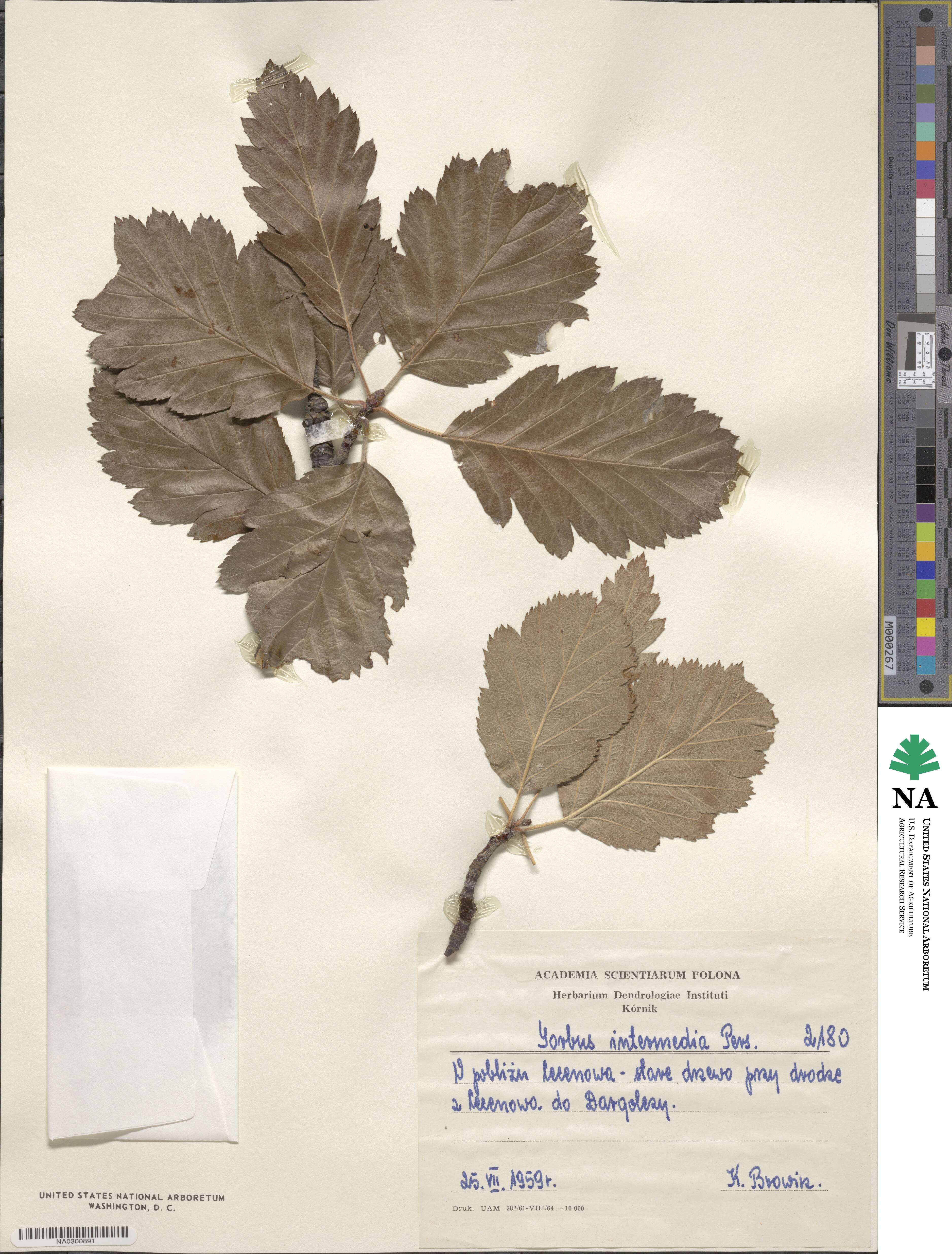 Scandosorbus intermedia image