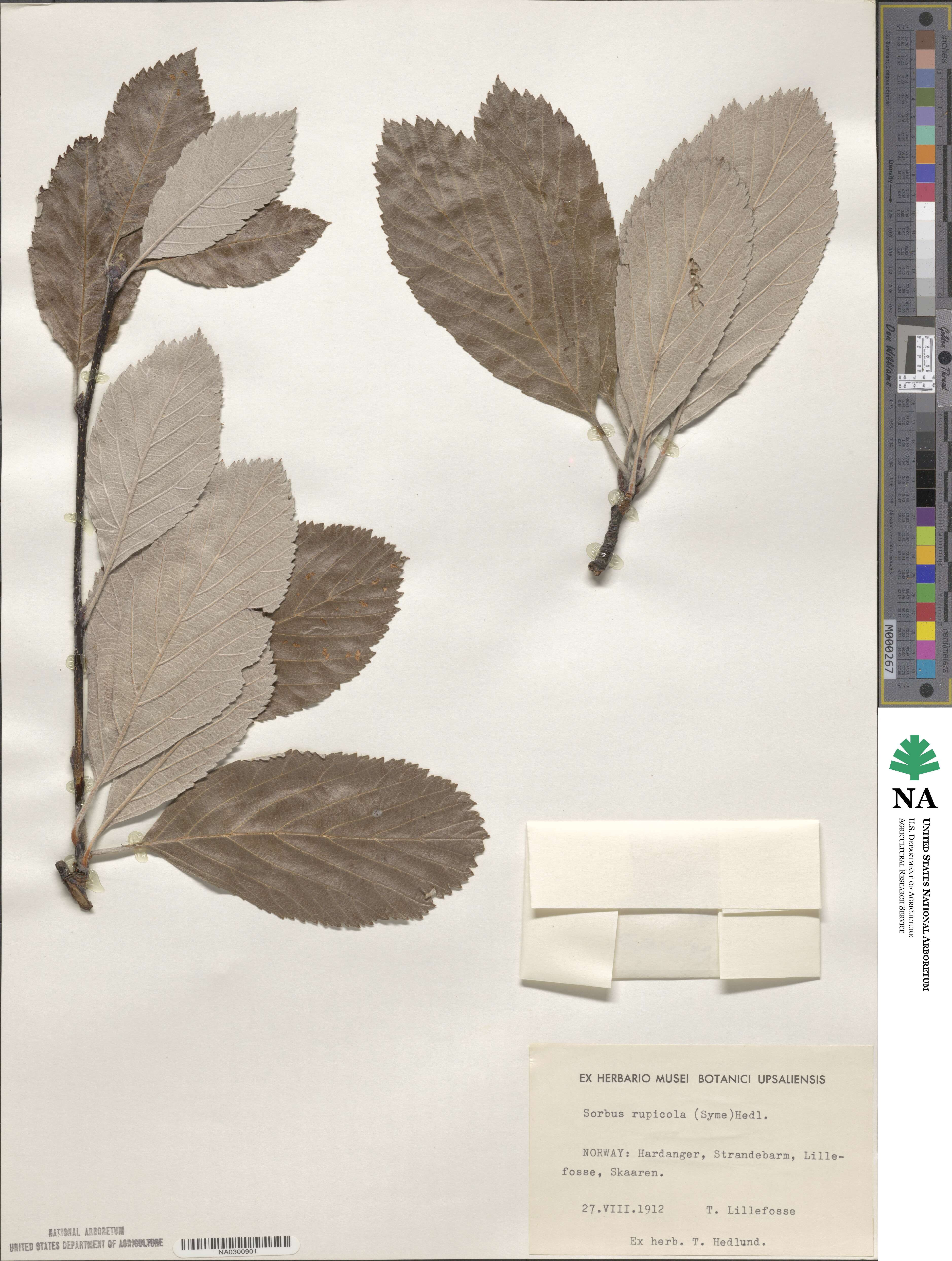 Aria rupicola image