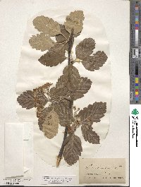 Scandosorbus intermedia image