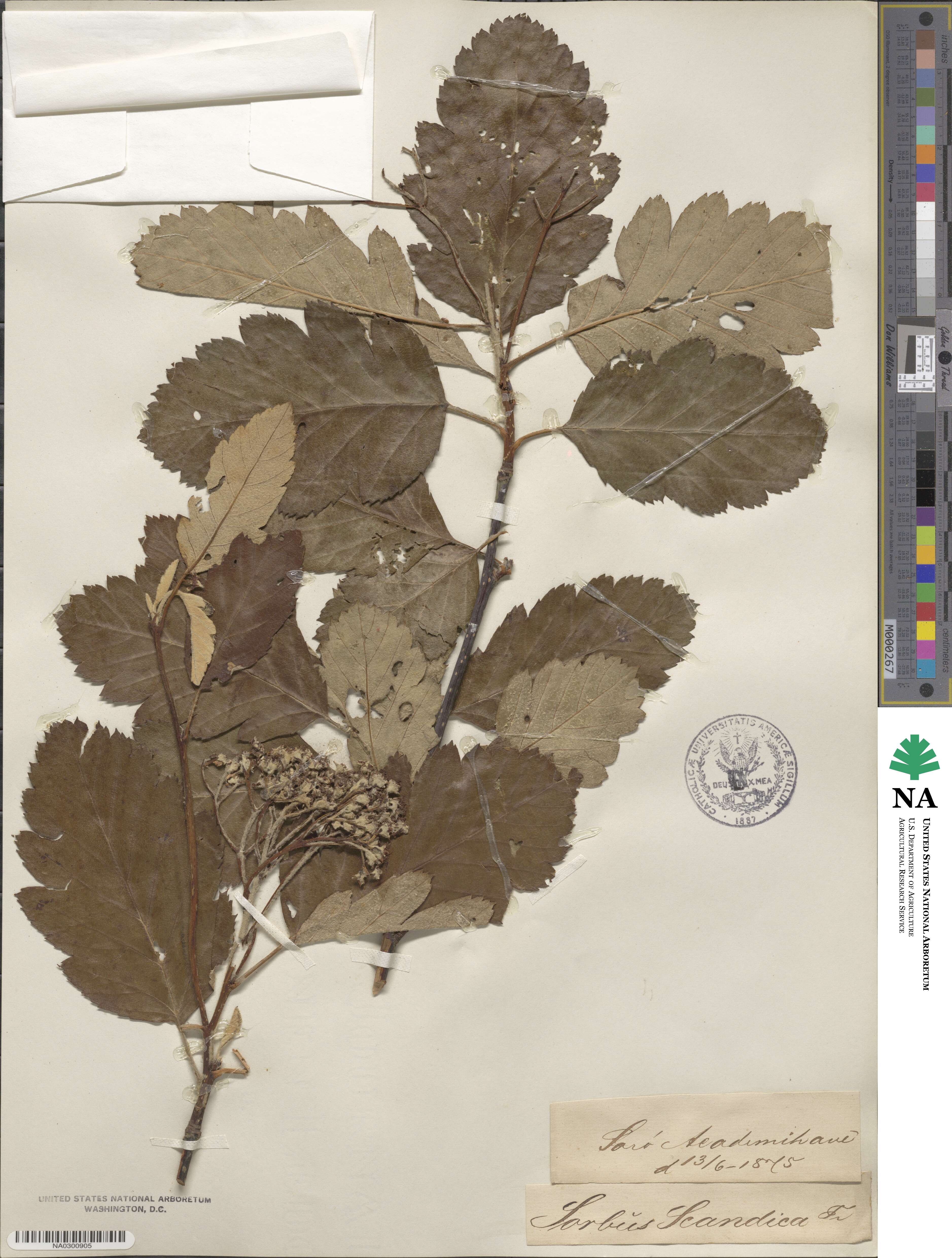 Scandosorbus intermedia image