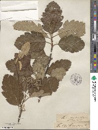 Scandosorbus intermedia image