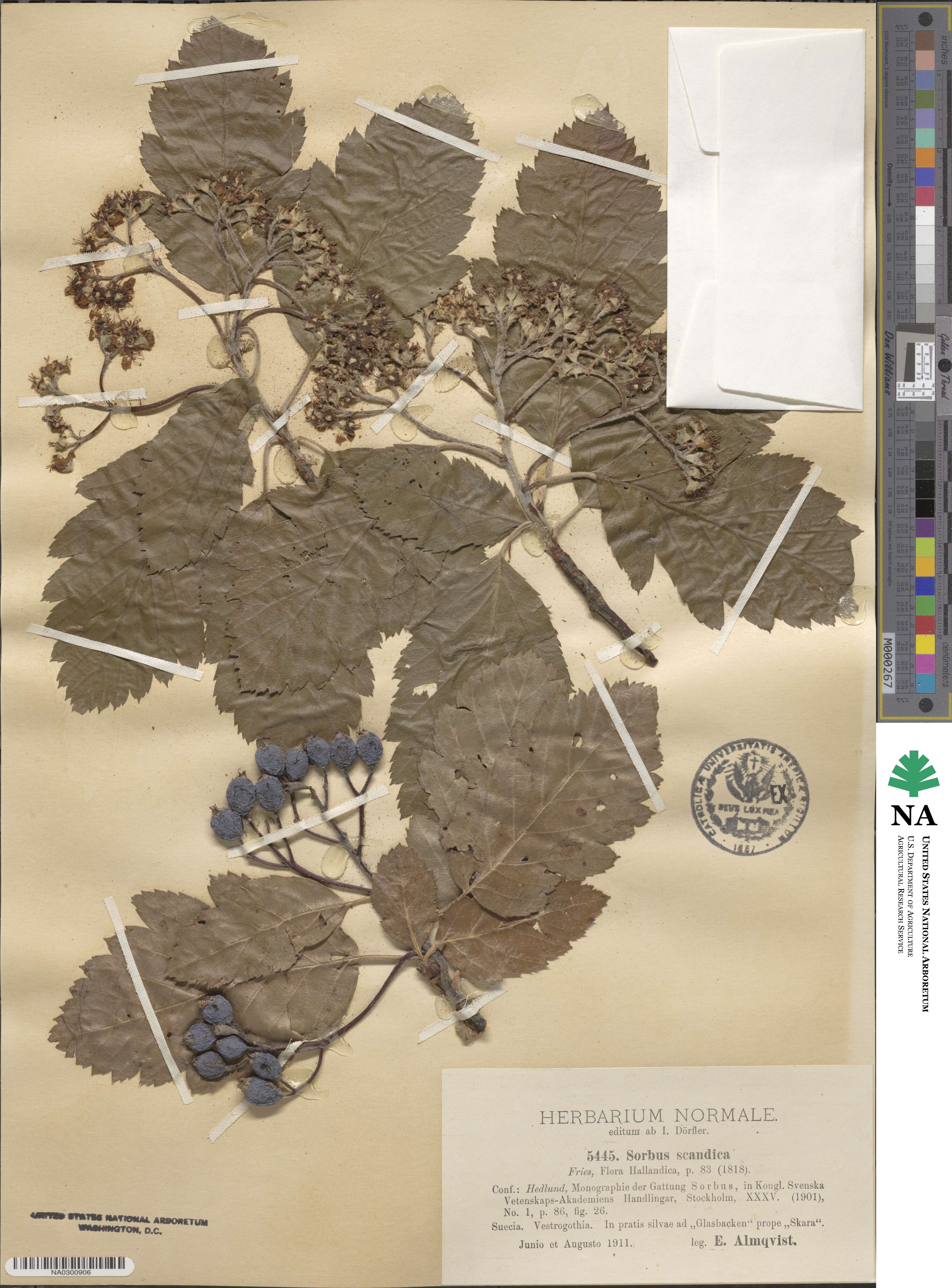 Scandosorbus intermedia image