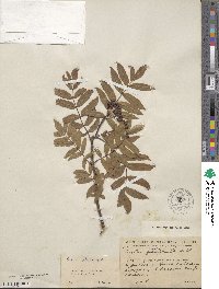 Sorbus aucuparia image