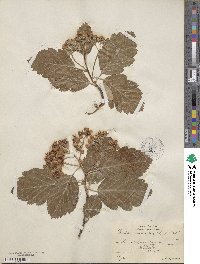 Scandosorbus intermedia image