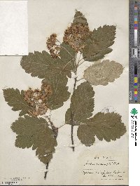 Scandosorbus intermedia image