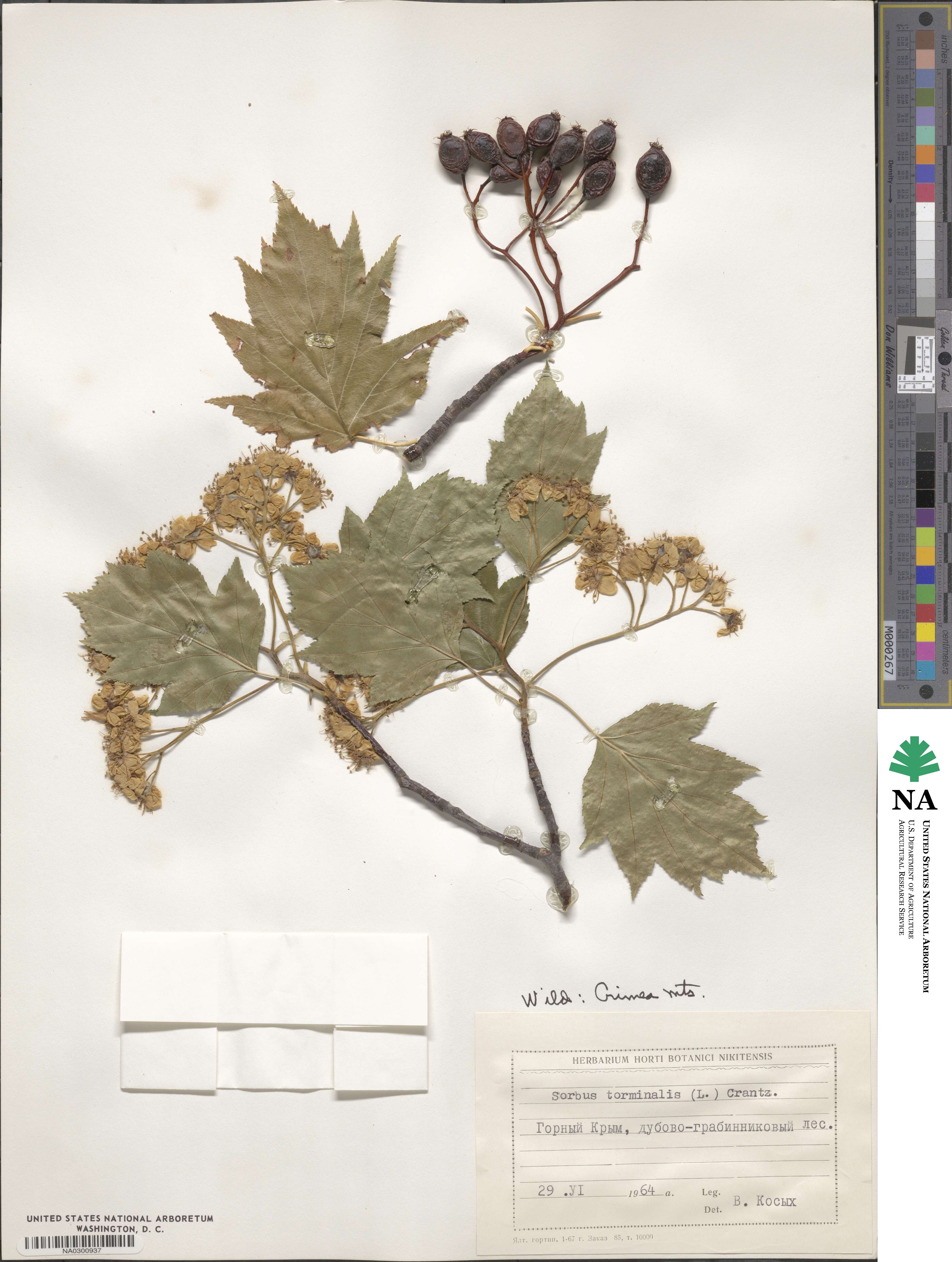 Torminalis glaberrima image