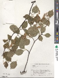 Sorbus alnifolia image