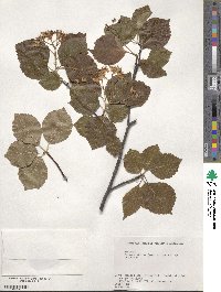 Sorbus alnifolia image