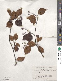 Sorbus alnifolia image