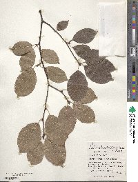 Sorbus alnifolia image