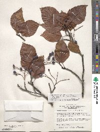 Sorbus alnifolia image