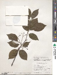 Sorbus alnifolia image