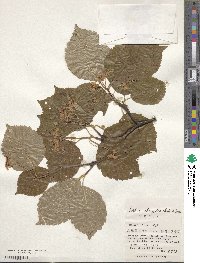 Sorbus alnifolia image