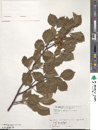 Sorbus alnifolia image