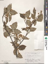 Sorbus alnifolia image