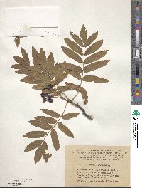 Sorbus aucuparia image