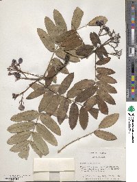 Sorbus aucuparia image