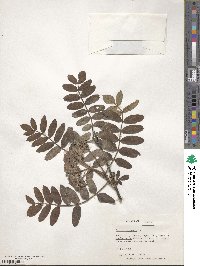 Sorbus aucuparia image