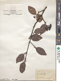 Sorbus caloneura image