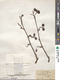 Sorbus caloneura image