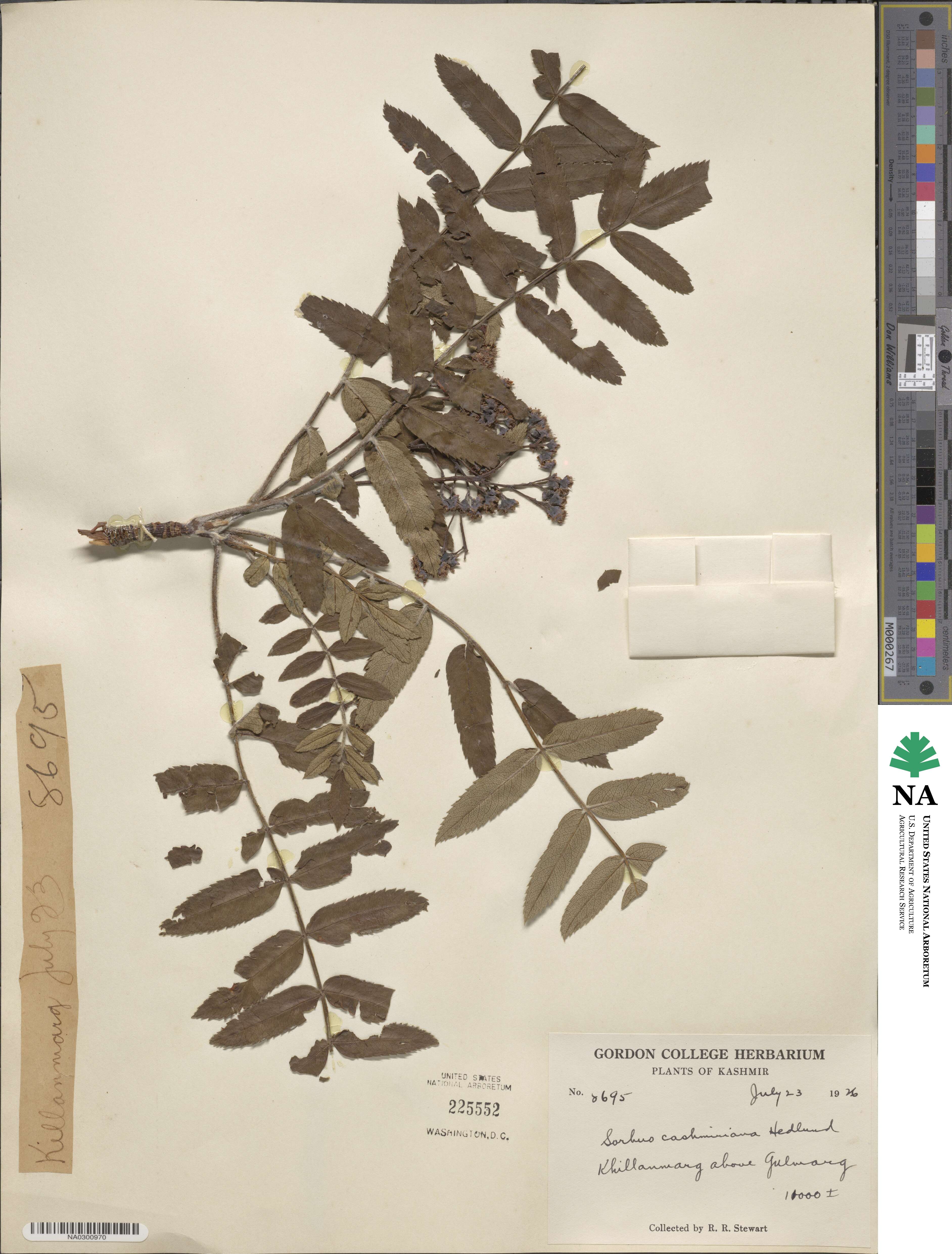 Sorbus cashmiriana image