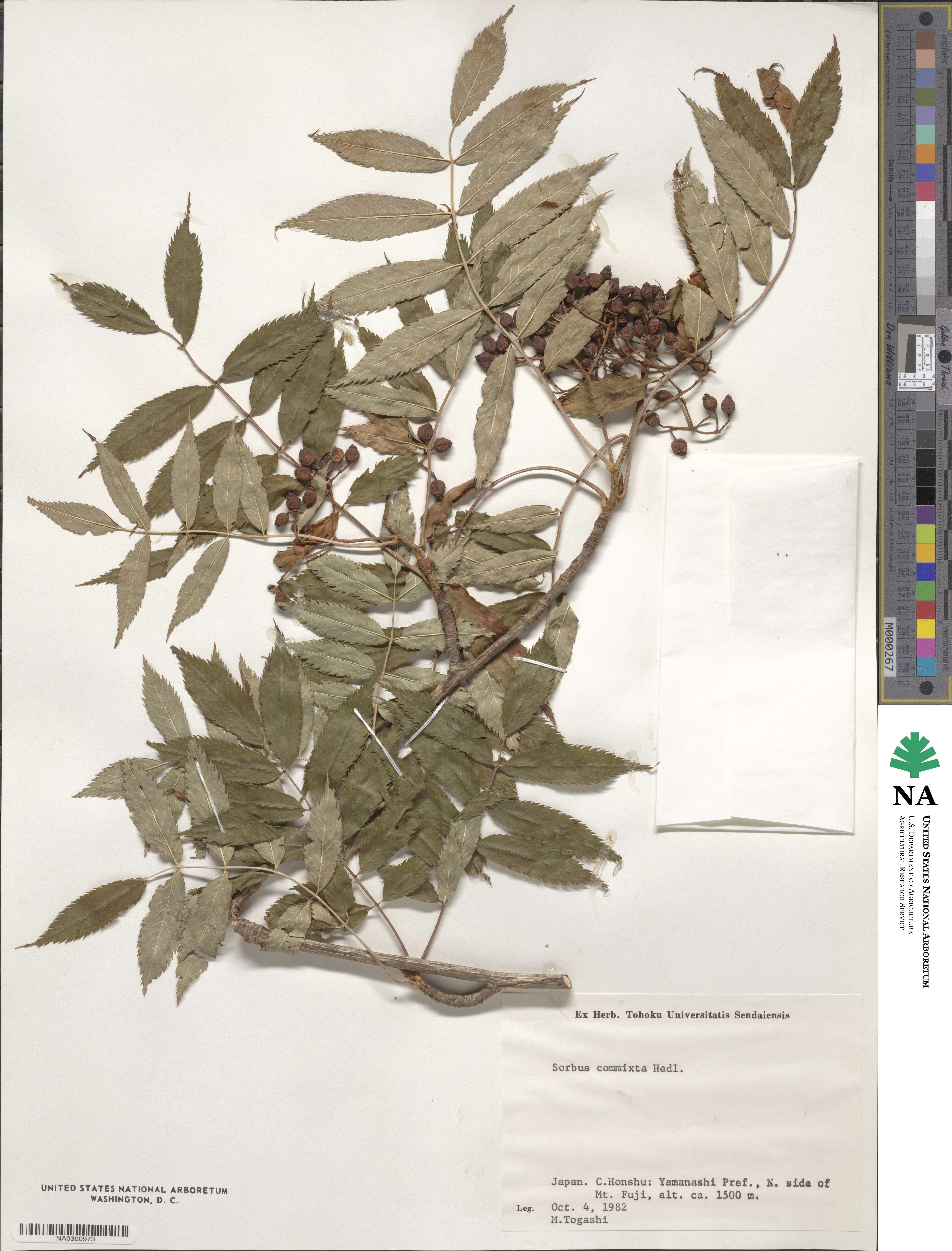 Sorbus commixta image