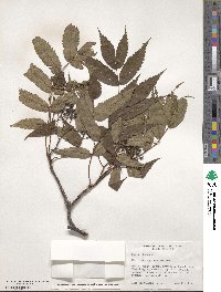 Sorbus commixta image