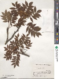 Sorbus commixta image