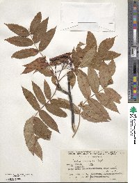 Sorbus commixta image