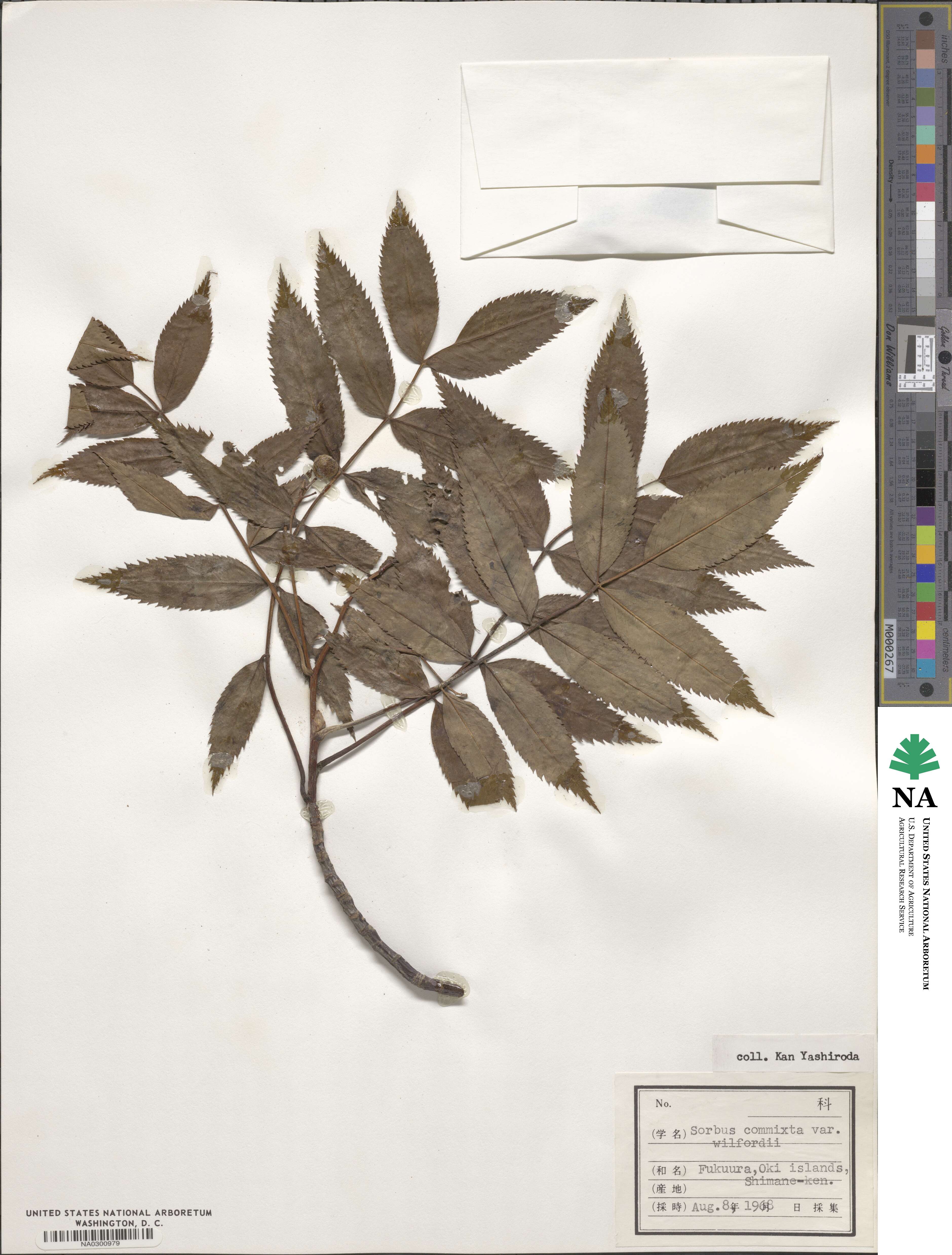 Sorbus commixta image